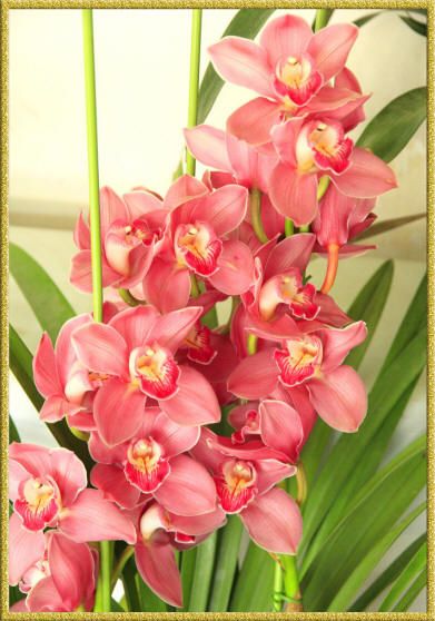 фото орхидей