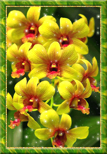 желтая орхидея цимбидиум