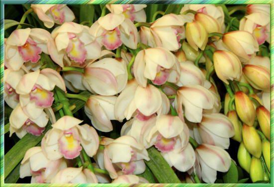 белые орхидеи