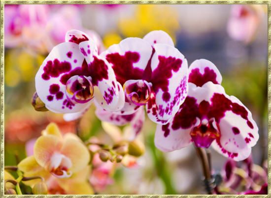 белая орхидея в крапинку