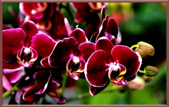 малиновая орхидея