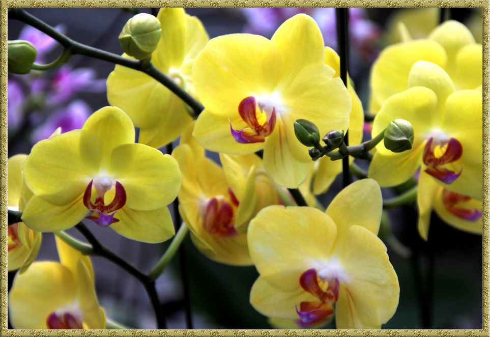 Орхидеи желтые сорта с названиями с фото