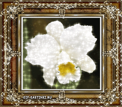открытка с белой орхидеей