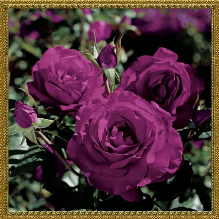 ароматные розы