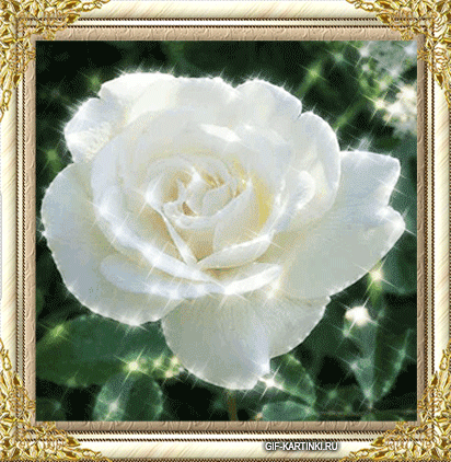 открытка с белой розой