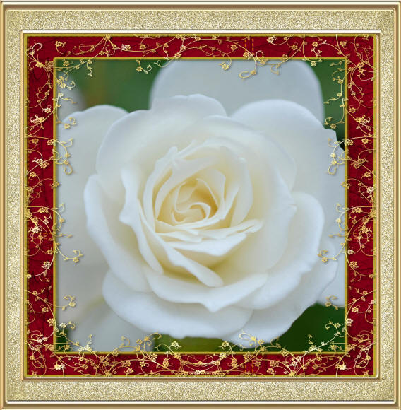 фото белой розы
