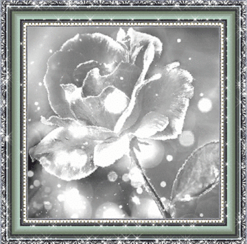 Черно-белая роза