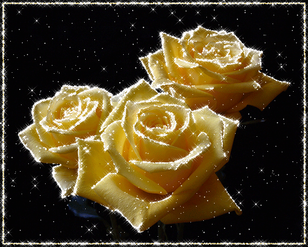 три желтые розы