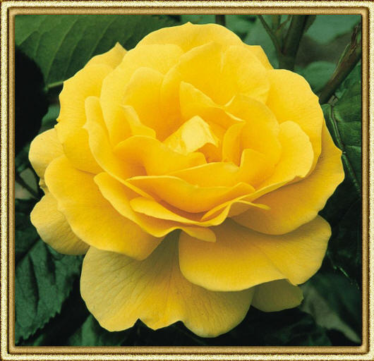 ярко желтая роза флорибунда