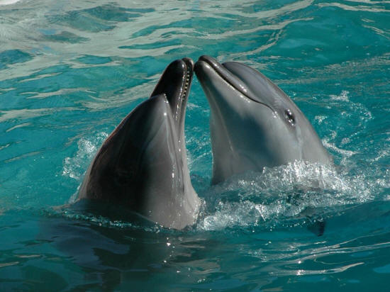 Пара дельфинов