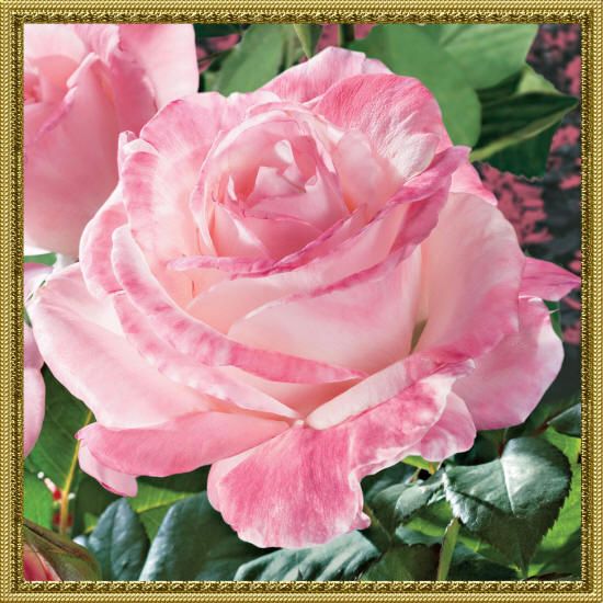очень красивая розовая роза