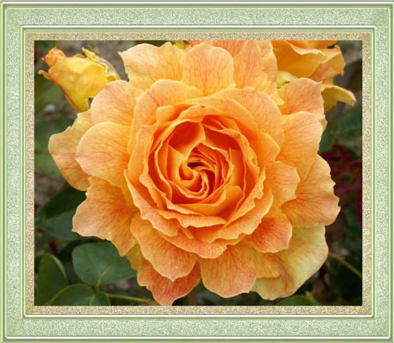 фото оранжевой розы