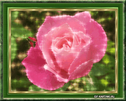 блестящая розовая роза