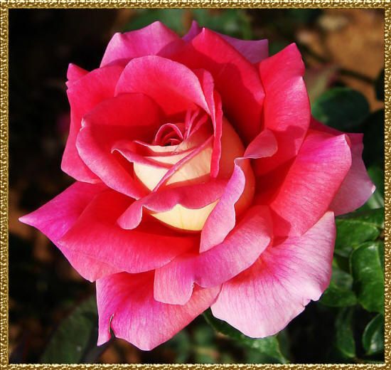 фото розовой розы