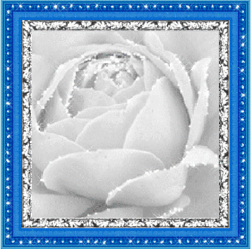 анимация белой розы