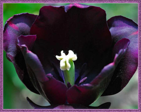 темный тюльпан