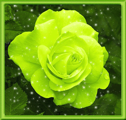 зеленая роза