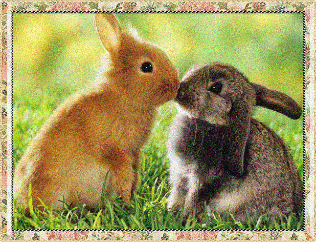 Поцелуй зайцев