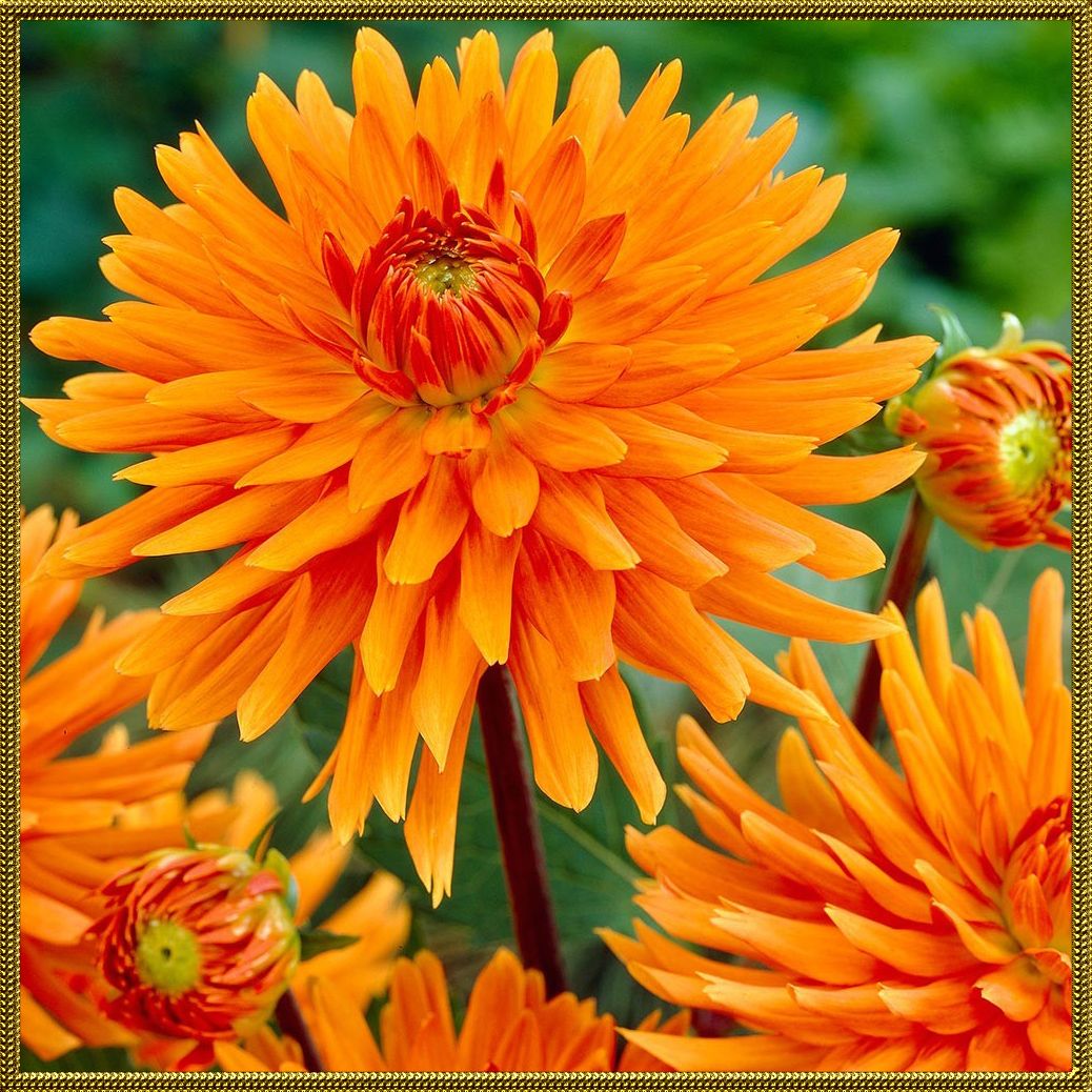 Цветы оранжевого цвета - Agro-Market24