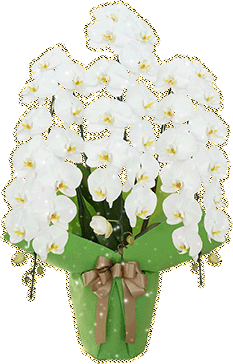 белый букет орхидеи