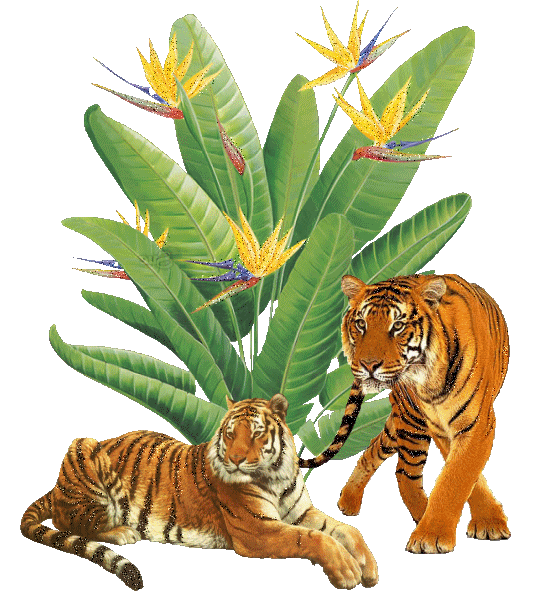 два тигра