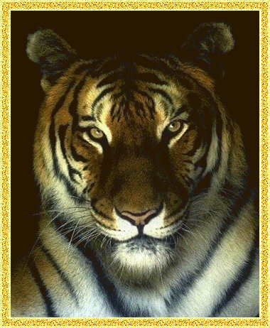Переливающееся фото тигра
