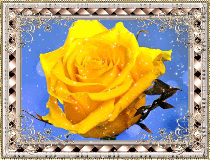Большая желтая роза