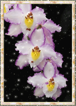 Орхидеи в ночи