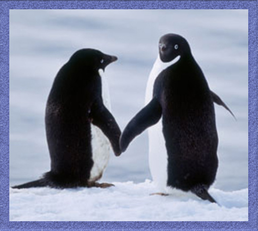 два пингвина