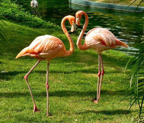 фото о любви фламинго