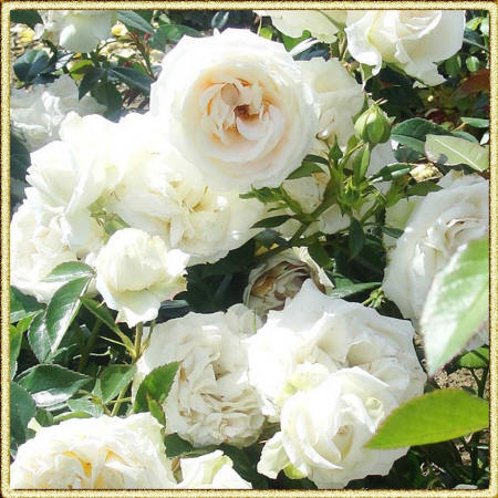 Ароматные белые розы