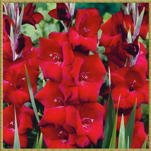 Красные цветы Гладиолуса