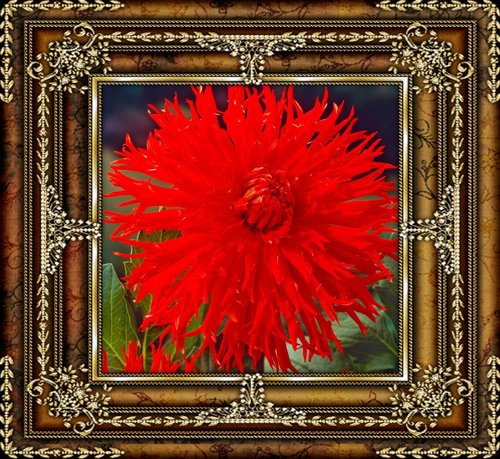 Красный цветок - Георгина бахромчатая