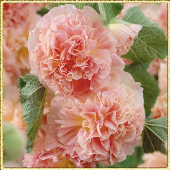 фото розовых цветов мальвы