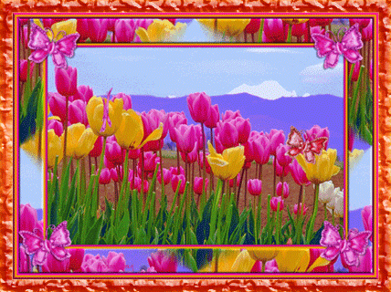поле тюльпанов