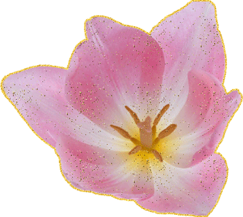 анимация тюльпана на прозрачном фоне