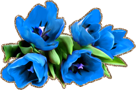 голубые тюльпаны