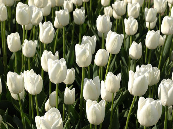 много белых тюльпанов