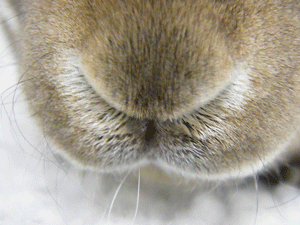 нос зайца