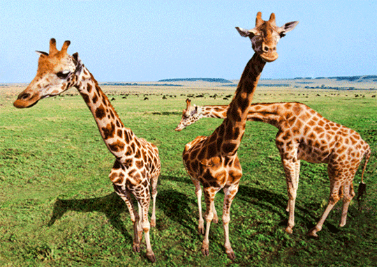 жирафы анимация