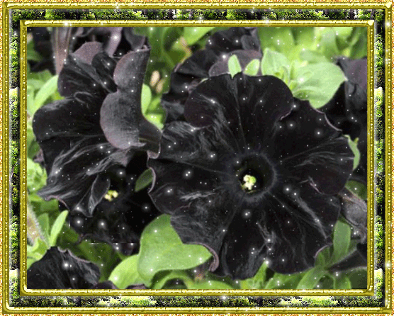 черные цветы