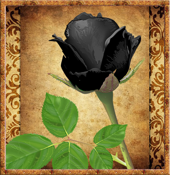 Красивая картинка черное розы
