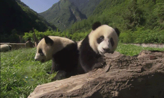 два панды