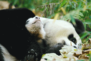 панда с мамой