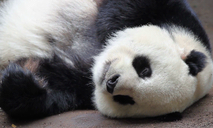 панда спит