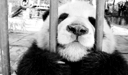 панда в зоопарке