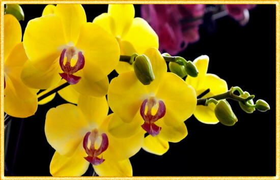 ветка желтой орхидеи