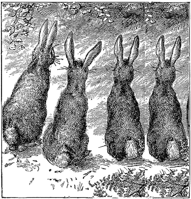 рисунок зайцев