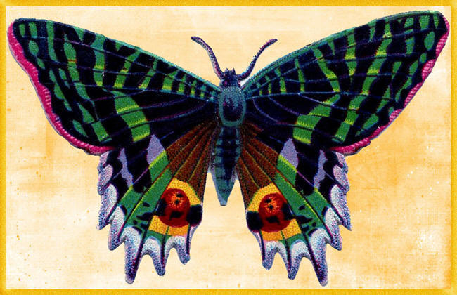 нарисованная большая бабочка