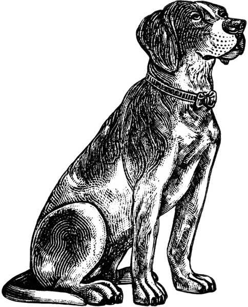 Рисунки собак
